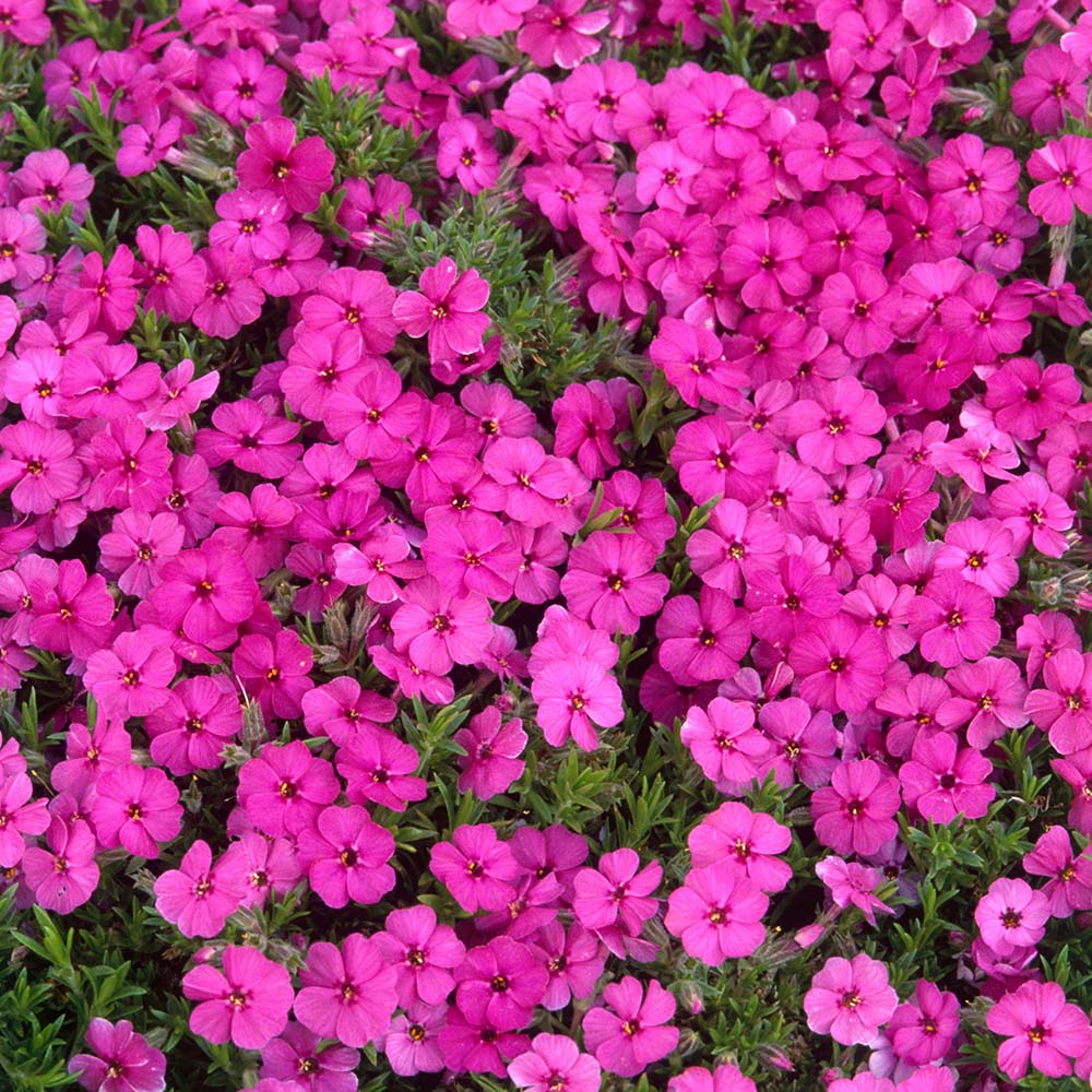 Phlox