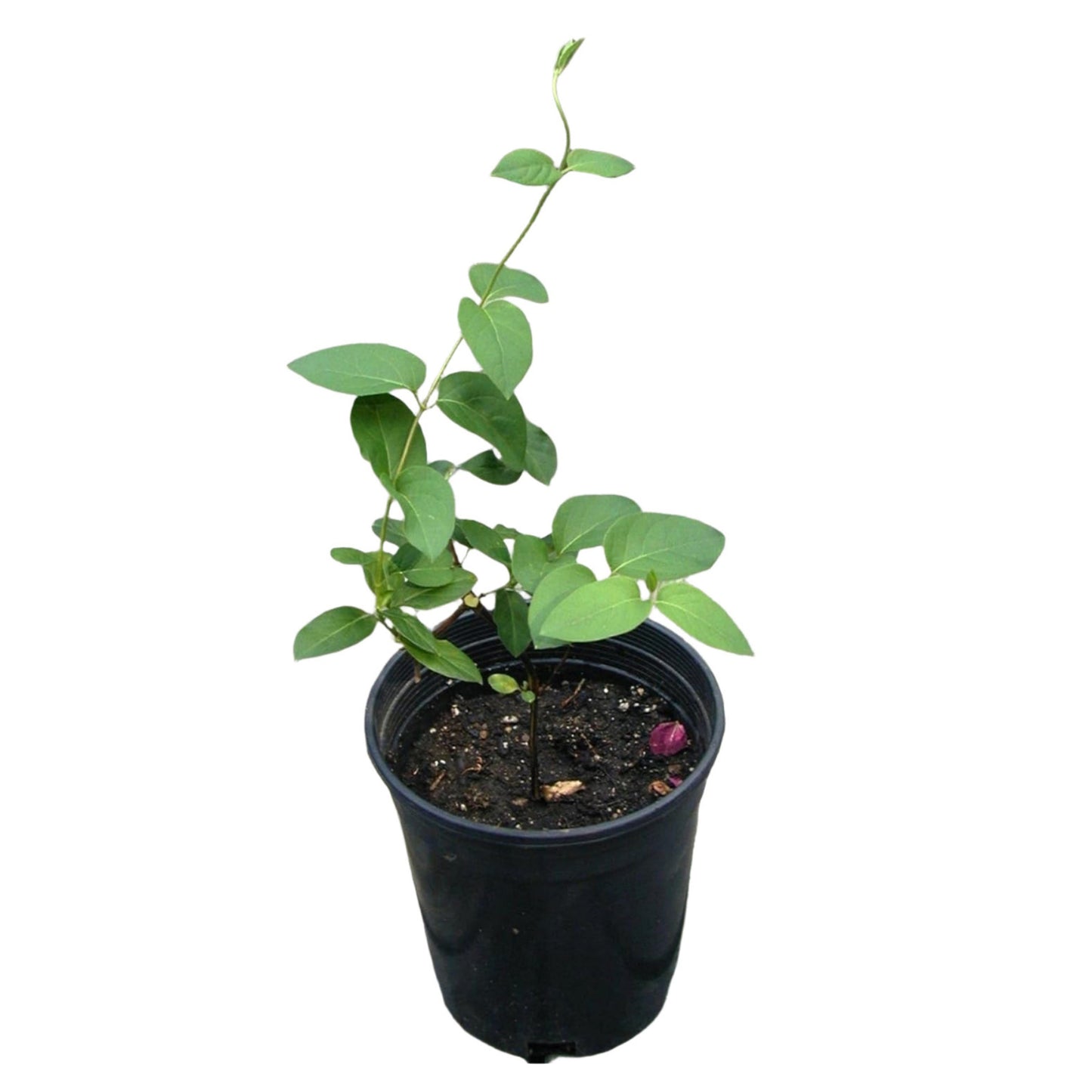 Japanese Honeysuckle