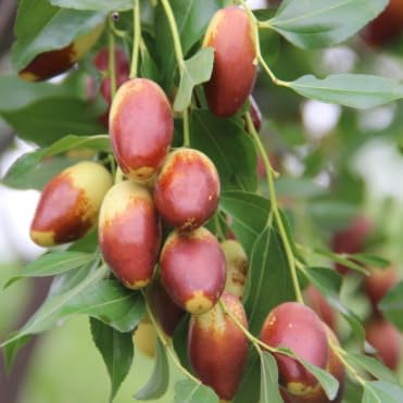 Moon Light Jujube Tree