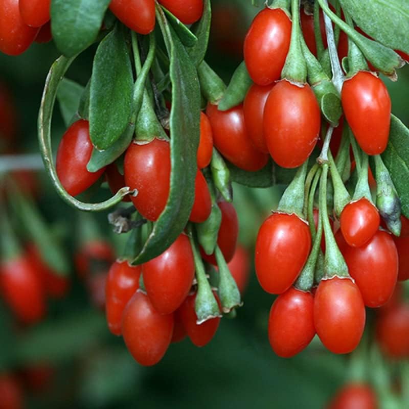 Goji