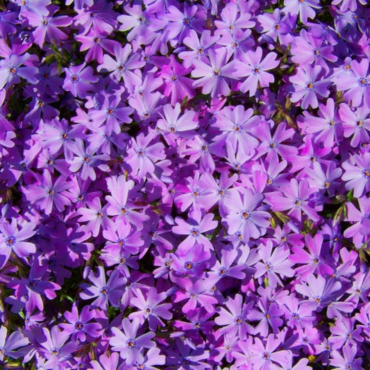 Phlox