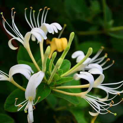 Honeysuckle