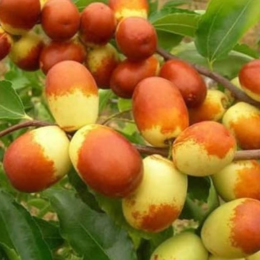 Golden Line #4 Jujube Tree