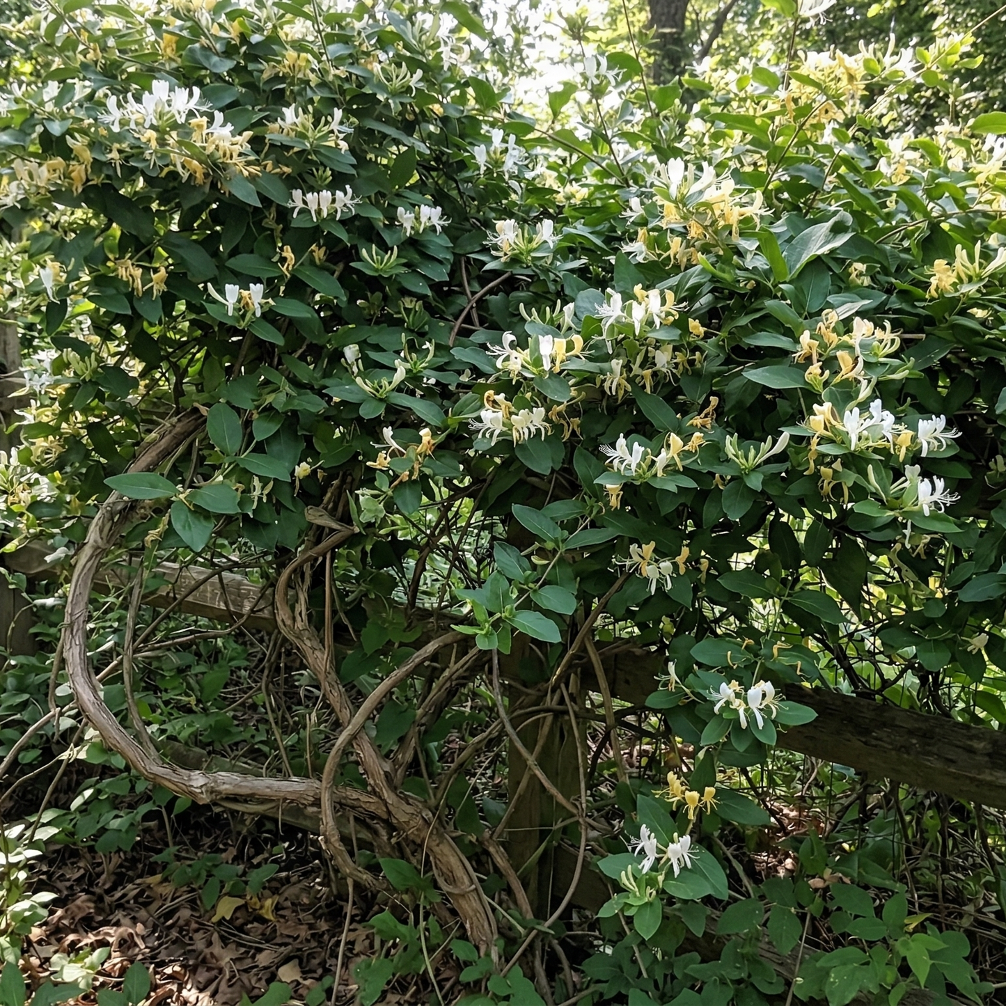Japanese Honeysuckle