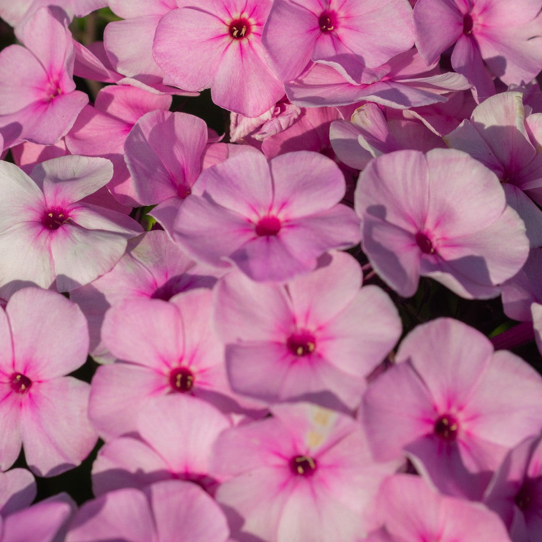 Phlox
