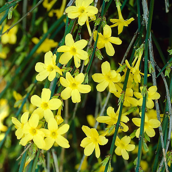 Jasmine